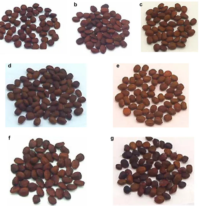 Figure II. 5: Variabilité dans la morphologie (couleur et taille) des graines du caroubier provenant de sept 