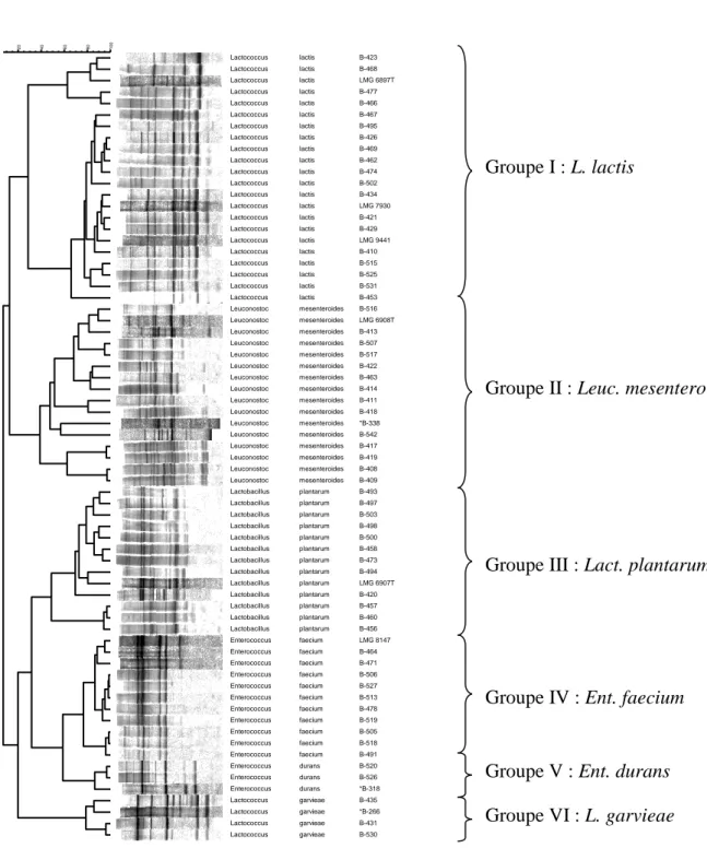 Figure 10: Dendrogrammes et profils (GTG)5-PCR de bactéries lactiques, isolées du 