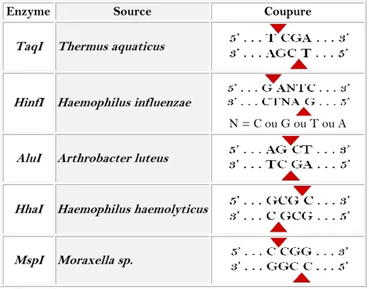 Tableau  4.  Les  sites  de  clivage  de  la  séquence  nucléotidique  spécifique  reconnue  par  les  cinq enzymes de restriction utilisées  