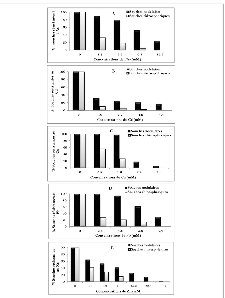 Figure 17. Pourcentage des souches rhizosphériques et des souches isolées à partir des  nodosités d’Anthyllis résistantes à l’As (A), au Cd (B), au Cu (C) au Pb (D) et au Zn (E) 