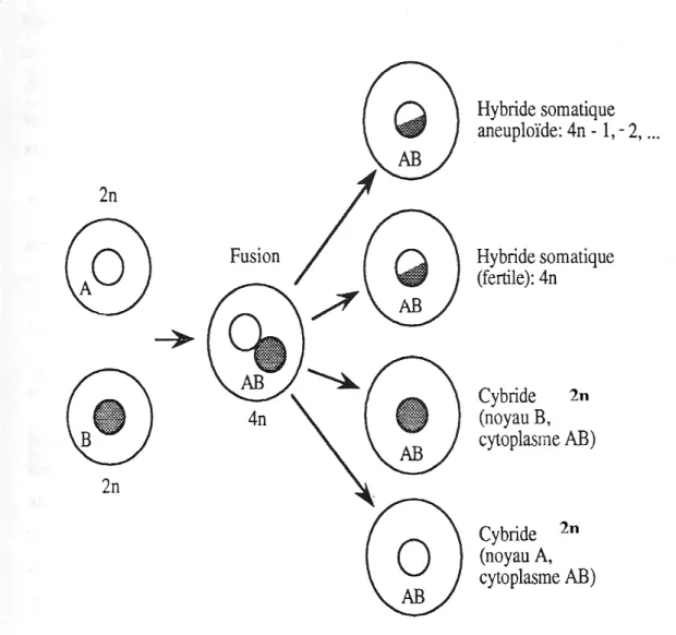 Fig. 2: Divers comportements de produits de fusion entre protoplastes. 