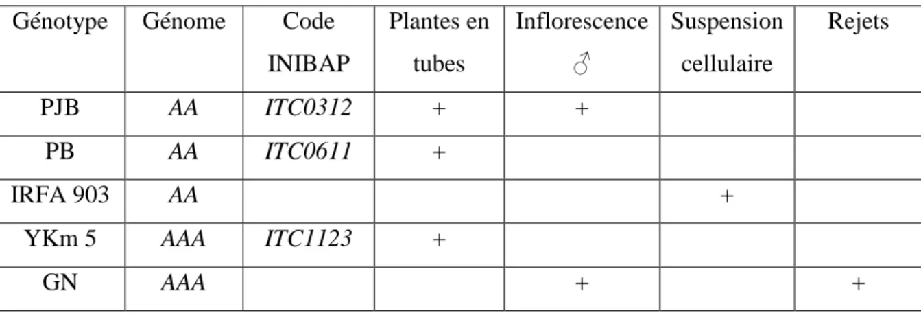 Tableau  4:  Génotypes  utilisés  pour  les  expérimentations,  et  morphologie  du  matériel        végétal à la réception