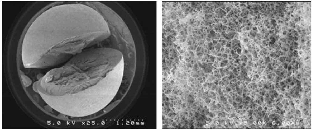 Figure 13 : Images de microscopie électronique à balayage des matériaux hybride chitosane/silice