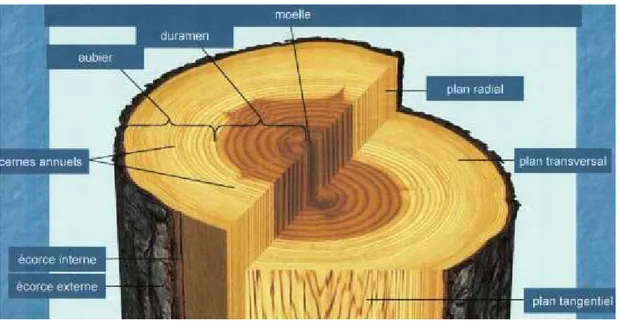 Figure I-6. Coupe d’une grume montrant les différentes couches et plans du bois  