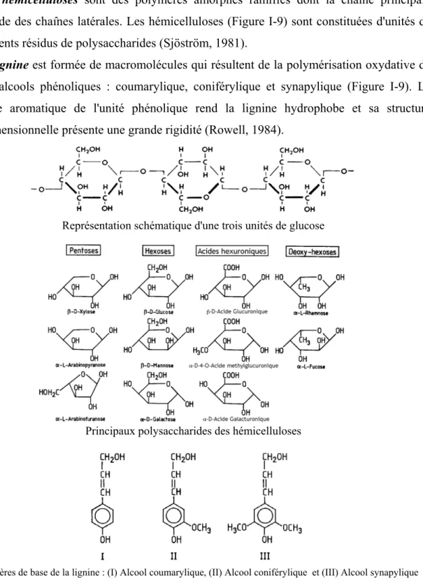 Figure I-9. Composition chimique de la cellulose, l’hémicellulose et de la lignine (Sjöström, 1981) 