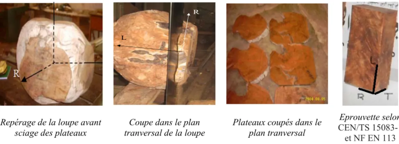 Figure II-1. Etapes de confection des éprouvettes de la loupe de thuya  II-1-2-1-2 Bois du tronc de thuya 