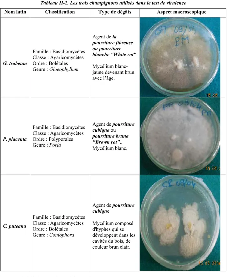 Tableau II-2. Les trois champignons utilisés dans le test de virulence 