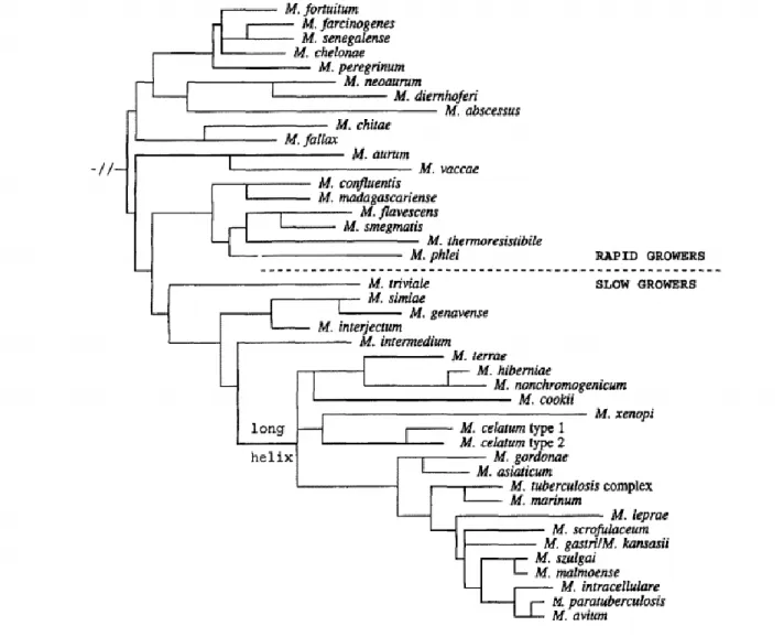 Figure 3. Arbre phylogénétique 16S permettant de discriminer les  