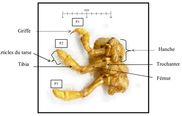 Figure 19. Face dorsale de la tête d’une larve de S. maroccana