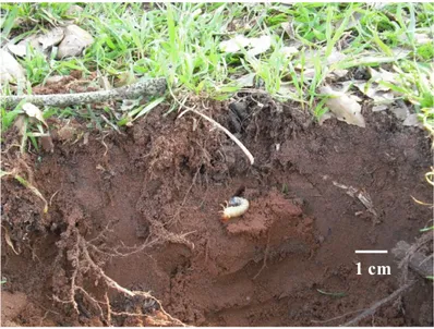 Figure 31. Larve de S. maroccana à proximité des racines secondaires d’un arbre adulte 