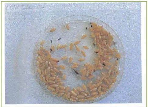 Figure 10 : Boites de pétri, contenant le blé infecté par S. oryzae 