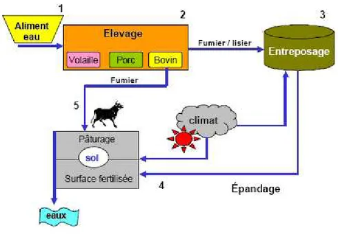 Figure  15 :  Contamination  de  l’eau  par  les  microorganismes  entéropathogènes  issues  de  production animales (DE ANDRADE LIMA et al.,2000) 