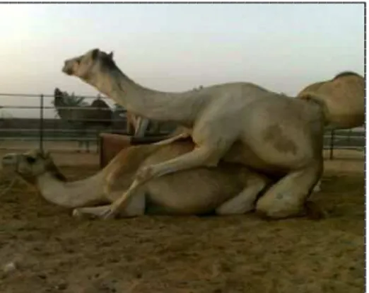 Figure 15  :  La saillie chez les chameaux (Qa‘w (وعق)) ; le géniteur pénètre sa partenaire  sans aucune assistance de la part du chamelier (Ista ḥ la ṭ a (طلحتسا))