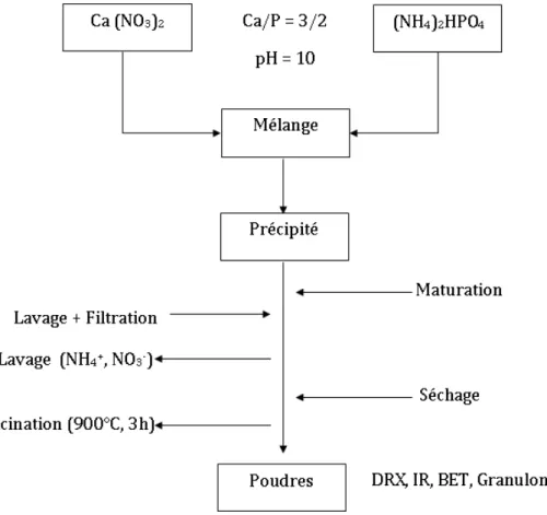 Figure II-2 : Organigramme d’élaboration des poudres β-TCP  II.1.3 Procédé de préparation des poudres à application biomédicale 