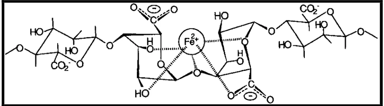 Figure I-13 Schéma de principe des interactions possibles entre le cation Fe 2+  et la  chaîne de l’alginate (monomère G) [314] 