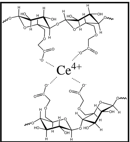 Figure II-1 Schéma de principe de la gélification des chaînes de carboxymethylcellulose  par des ions Ce 4+