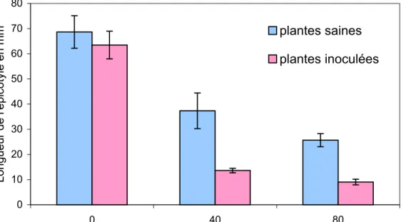 Figure 19. Effet de la salinité sur l'expression du pouvoir  pathogène de l'isolat P80 de Verticillium  d'origine tomate 