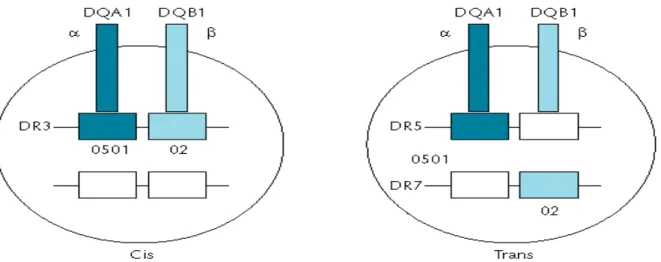 Figure  3:  hétérodimère  HLA-DQ2  (a1*0501.  b1*02)  codé  en  cis  (sur  un  seul 