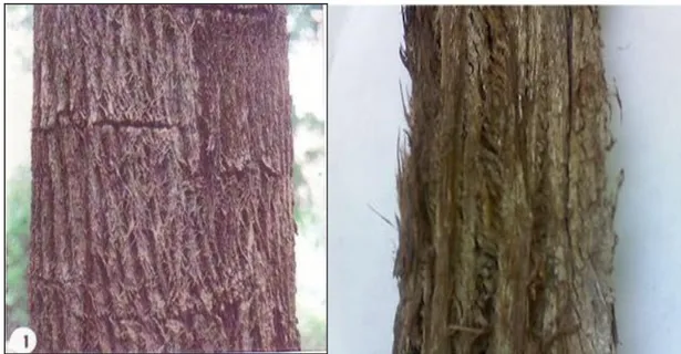 Figure 18 . Photos de deux types d’écorce d’eucalyptus de la région de Rabat-Salé 