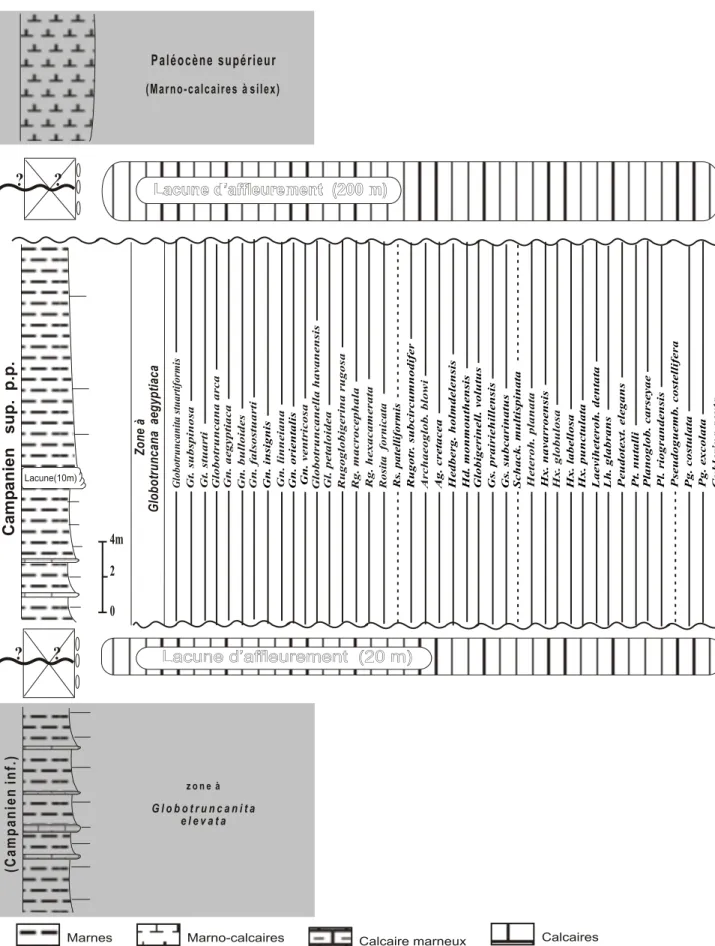 Figure 12 :  Lithologie, zonation et distribution des espèces de Foraminifères planctoniques                      au Campanien supérieur (p.p.) dans la coupe des Mkarcha.
