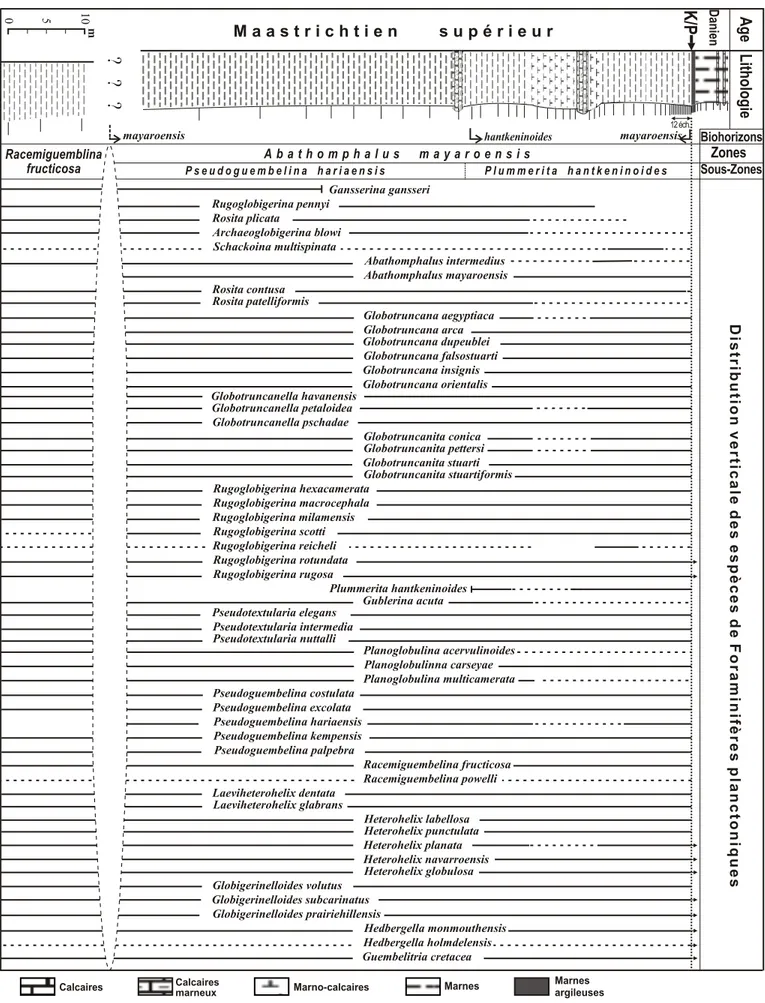 Figure 13 :  Lithologie, zonation et distribution des espèces de Foraminifères planctoniques au                       Maastrichtien supérieur de la coupe d’Ouled Haddou.