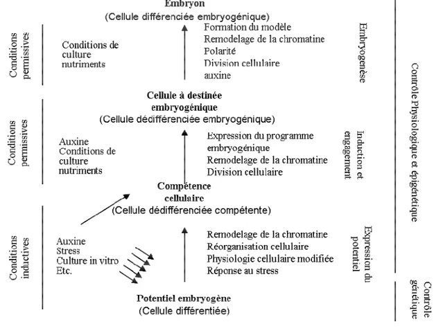 Figure 2: modèle hypothétique des événements à l’origine de l’embryogenèse somatique  (Fehér, 2006)  