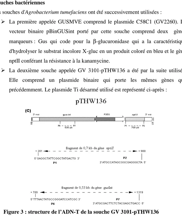 Figure 3 : structure de l’ADN-T de la souche GV 3101-pTHW136 