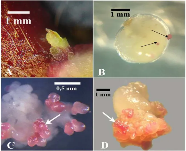 Figure 5: Explant initial au moment de la culture(A) début de formation du cal 