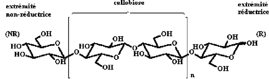 Tableau 2.4 : Degré de polymérisation (DP) de la cellulose provenant  de différentes espèces végétales [  ] 