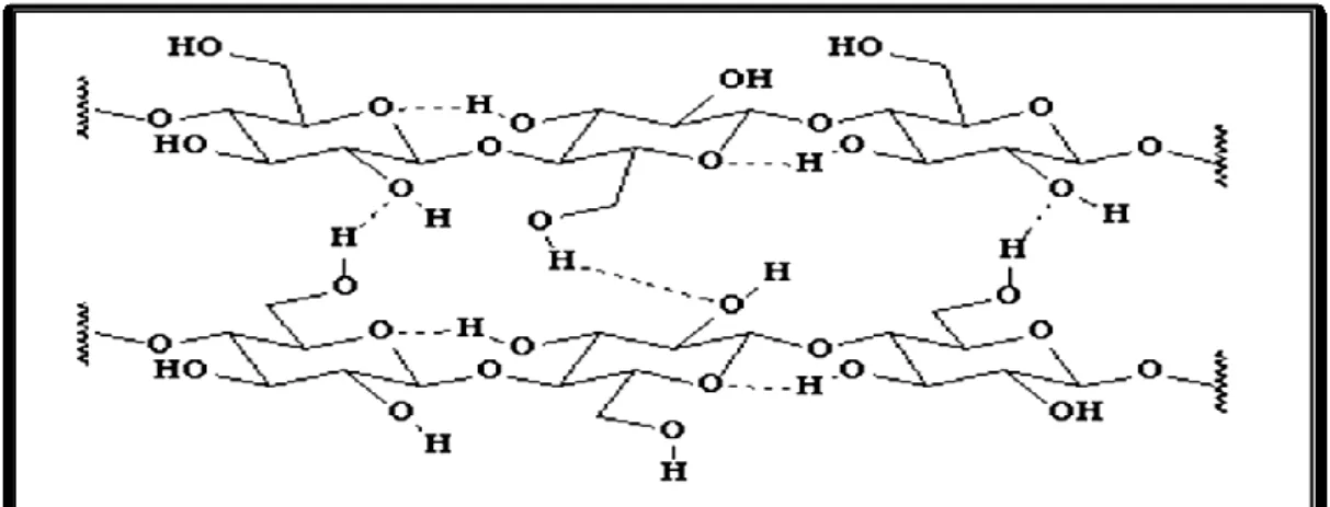 Figure 11 : Représentation des chaînes de la cellulose II 
