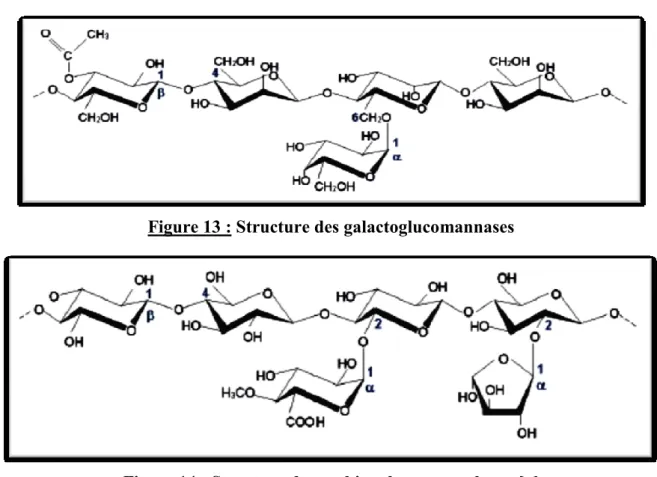 Figure 14 : Structure des arabinoglucuronoxylanes [  ] 