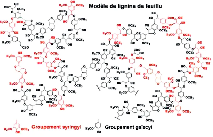 Figure 17 : Modèle de structure de lignine de résineux et de feuillus [74-75]