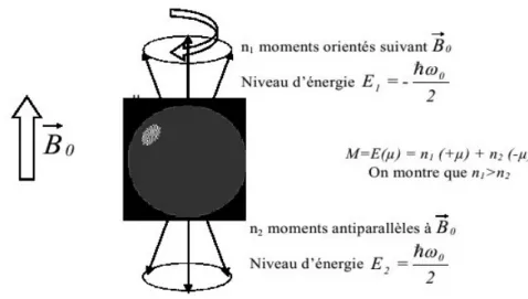 Figure 1.1 : comportement du noyau d’hydrogène individuel   en présence d’un champ magnétique B0 