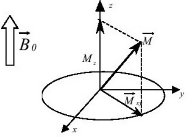 Figure 1.2 : composantes transversale ( ⃗ ) et longitudinale ( ) du moment   magnétique macroscopique total