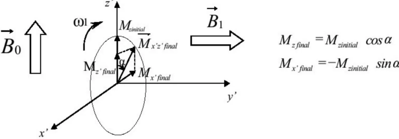 Figure 1.3 : action d’une impulsion RF sur le MML d’un corps. Au début le corps   possède un moment longitudinal 