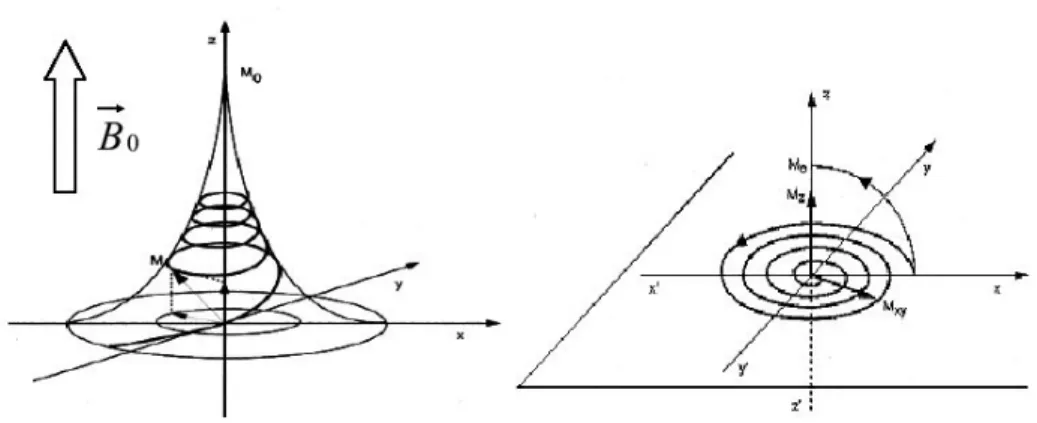 Figure 1.4 : pendant la relaxation, le moment macroscopique M décrit une trajectoire   en forme de pavillon de trompette