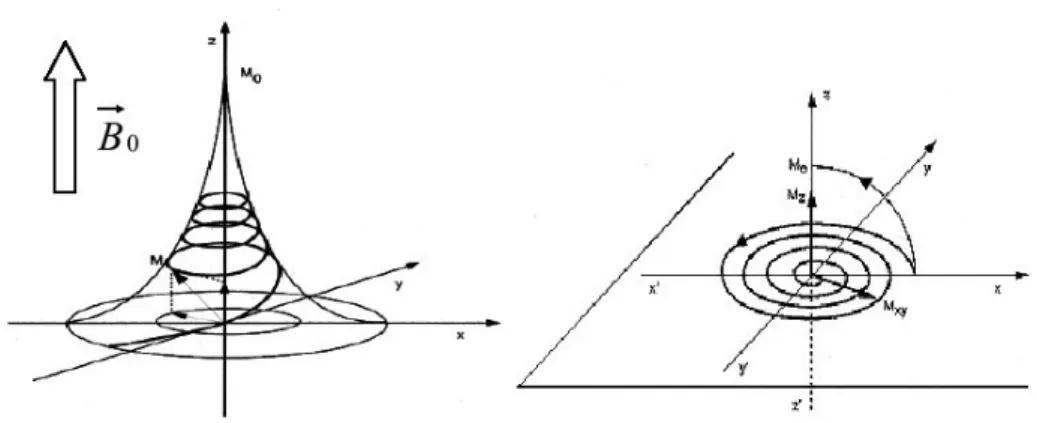 Figure 1.4 : pendant la relaxation, le moment macroscopique M décrit une trajectoire   en forme de pavillon de trompette