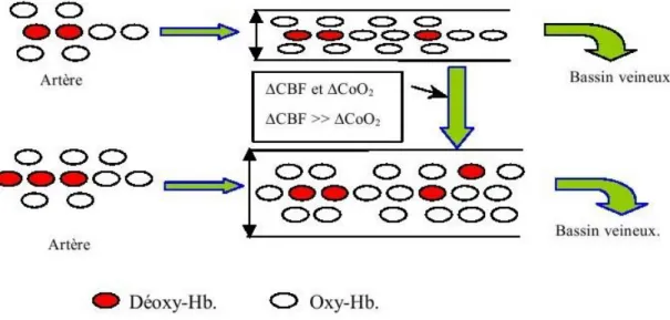 Figure 1.9 : effet du déséquilibre entre les augmentations du CBF et du niveau d’oxygénation sur la  concentration en déoxy-Hb dans les cappillaires