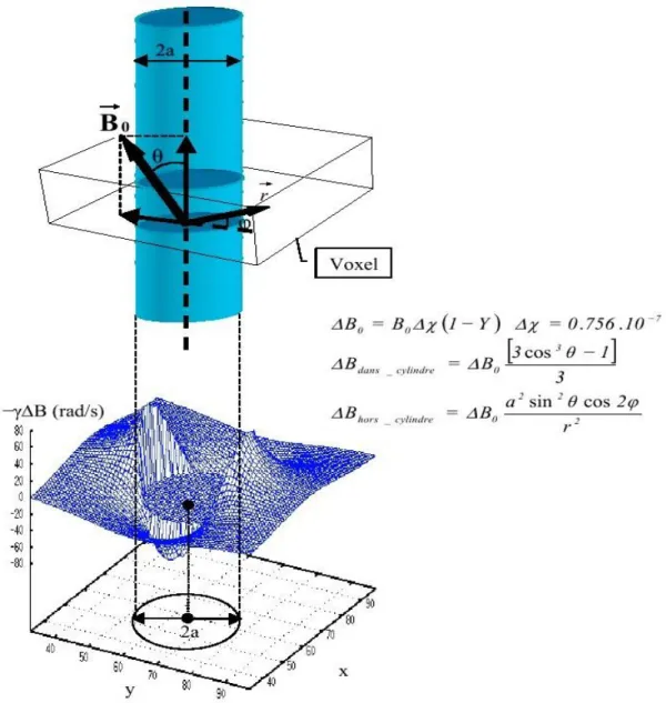 Figure 1.10 : profil 3D de la variation locale du champ magnétique, induite par la différence de  susceptibilité magnétique (Δχ), à l’intérieur et à l’extérieur d’un cylindre  (vaisseau) plongé dans un 