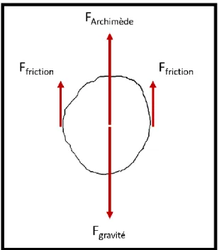 Figure 4.2 : Forces appliquées lors de la chute d'une particule  © Thomas Grillot 