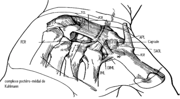 Fig.  2.  Principaux  ligaments  de  la  couche  profonde  des  ligaments  de  la  trapézométacarpienne
