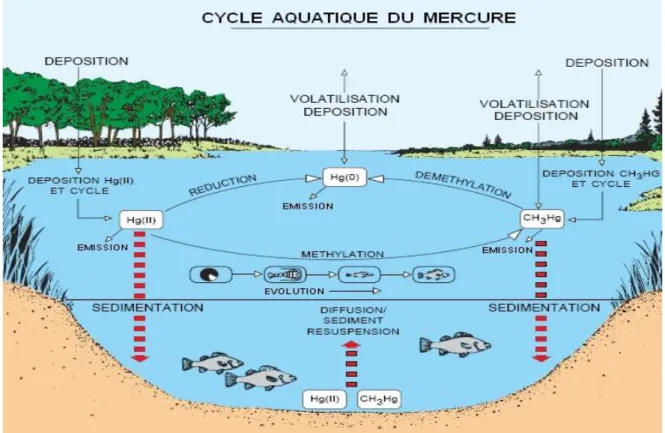 Figure 2 : Représentation schématique simplifiée du cycle biogéochimique du mercure.  I.4.1.2.3  Utilisation du mercure par l’homme 