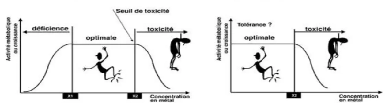 Figure  5 :  Influence  de  la  concentration  en  élément  essentiel  (A)  ou  non 