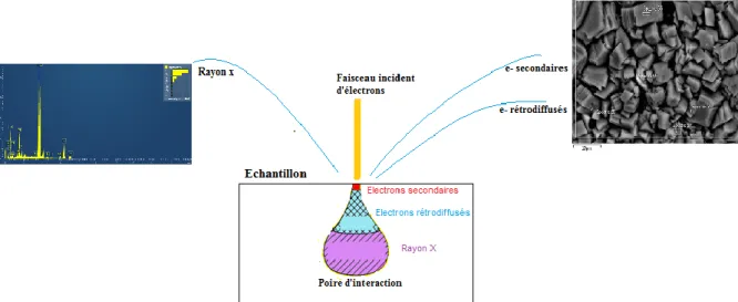Figure II.1. 2 : Radiations émises lors de l’interaction entre le faisceau d’électrons et  l’échantillon 