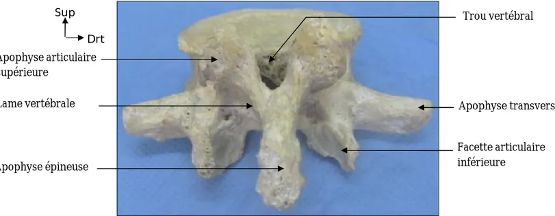 Figure 4: Vue postérieure d’une vertèbre lombaire  (Laboratoire d’Anatomie FMPF).  Facette articulaire inférieure Sup Drt Gche Sup Apophyse épineuse  Apophyse transverse Corps vertébral (face antérieure) 