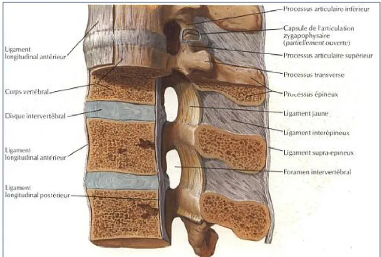 Figure 5: Coupe sagittale médiane de la colonne lombaire montrant  les  différentes articulations et ligaments de la région [8]