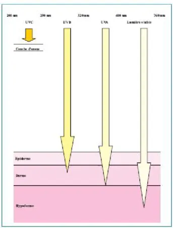Figure 2 : pénétration des rayons solaires. [4] 