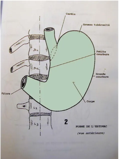 Figure 2 : Forme de l’estomac. 