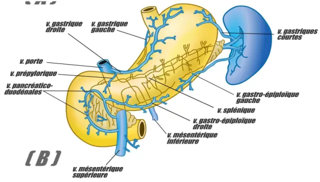 Figure 5B : Vascularisation veineuse de l’estomac.  Réf :  Cours d’anatomie de la faculté de médecine de Lyon (Ulaval).