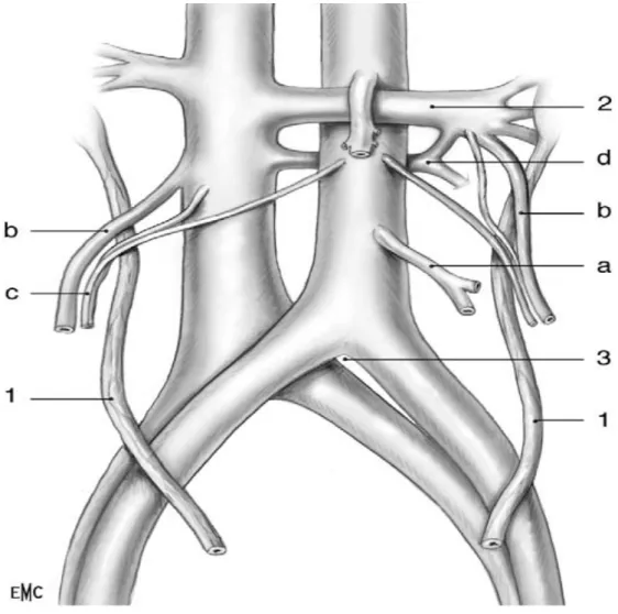 Figure 20 : Limites et contenu de l’évidemment aortique : (57) 